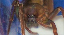 Titiotus sp. head view.jpg
