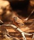 Captive Dusky Grasswren at Alice Springs Desert Park.jpg