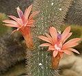 Cleistocactus.winteri.7680.jpg