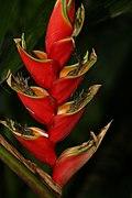 Heliconia rodriguensis 0zz.jpg