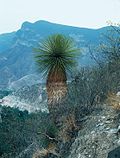 Yucca queretaroensis fh 0335 MEX B.jpg