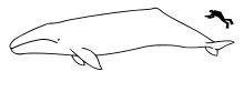 Illustration showing whale next to human diver. The whale is many times larger than the human