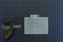 Naturalis Biodiversity Center - ZMA.MAM.1945.b ven - Sphaeronycteris toxophyllum - skin.jpeg