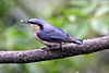 Chestnut-vented Nuthatch (Sitta nagaensis).jpg