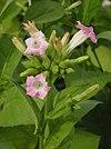 Tabak P9290021.JPG