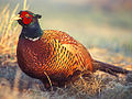 Phasianus colchicus 2 tom (Lukasz Lukasik).jpg