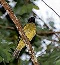 Sabiá-pimenta (Carpornis melanocephala) (18243450539).jpg