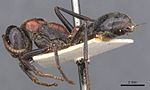 Myrmecia Aberrans 092013 casent0907073 p 1 high.jpg