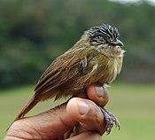 Macronus striaticeps.jpg