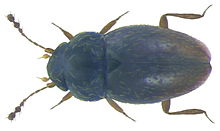 Ptenidium pusillum (Gyllenhal, 1808) (3232041856).jpg
