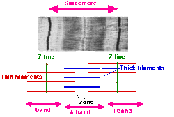 Sarcomere.gif