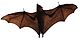 Flying fox at botanical gardens in Sydney (cropped and flipped).jpg