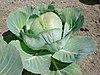 Brassica oleracea2.jpg