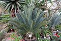 Encephalartos trispinosus - Flora park - Cologne, Germany - DSC00777.jpg