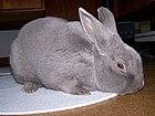 Marburger Feh 20061027.jpg