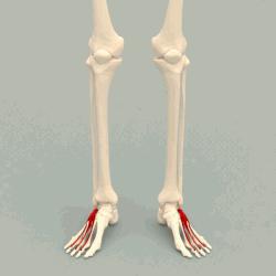 Extensor digitorum brevis muscle - animation.gif
