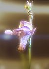 Genlisea subglabra flora-edit.jpg