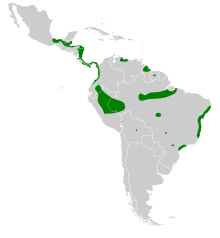 Amaurolimnas concolor map.svg