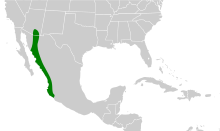 Polioptila nigriceps map.svg