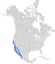 Puffinus opisthomelas map.svg
