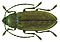 Dascillus cervinus (Linné, 1758) (5598492362).jpg