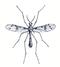 Ptychoptera contaminata male Walker 1856 plate-XXVIII.png