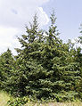 White spruce