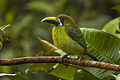 Blue-throated Toucanet - Panama H8O8999.jpg
