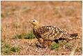 Chestnut-bellied-sandgrouse-famale.jpg