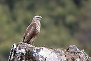 Himalayan Buzzard Pangolakha Wildlife Sanctuary East Sikkim India 12.05.2016.jpg