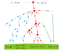 A branching tree representing the particle production