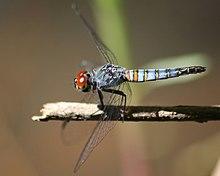 Brachydiplax denticauda - Palemouth (female) 0118.jpg