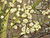 Salix caprea8.jpg
