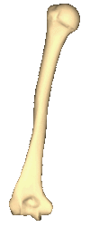 Left humerus - close-up - animation - stop at posterior view.gif