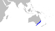 Asymbolus rubiginosus distmap.png