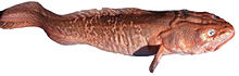 Genypterus blacodes derivate work.jpg