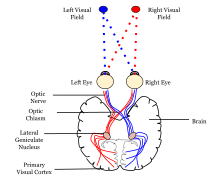 Neural pathway diagram.svg