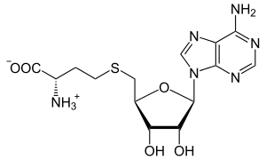 S-Adenosyl-L-homocystein.svg
