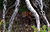 Red Fox Mornington National Park.jpg