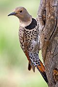 Northern Flicker.jpg