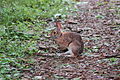 Sylvilagus obscurus 1.jpg