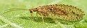Oedosmylus sp crop.jpg