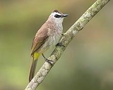 Pycnonotus goiavier - Kent Ridge Park.jpg