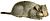 Chinchilla white background.jpg