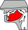 Palataal.svg