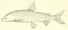 Lake Constance whitefish