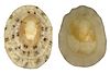 Patelloida pustulata (Helbling, 1779) (4631972937).jpg