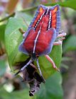 The flattened nymph of Tessaratoma papillosa clambering on some leaves. Its thorax is distinctively square-shaped