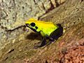 Phyllobates bicolor.jpg
