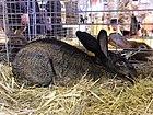 Lapin-gris-du-bourbonnais SDA2014.JPG